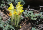 Scutellaria orientalis at Parnassus mountain