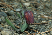 Fritillaria epirotica at Smolikas mountain