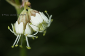 Silene roemeri at Timphi mountain