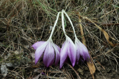 Colchicum bivonae at Parnitha mountain