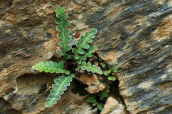 Asplenium ceterach at Schinias (Attica)