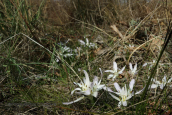 Colchicum soboliferum at Oropos lagoon