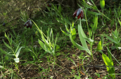 Fritillaria obliqua at Schinias (Attica)