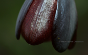 Fritillaria obliqua at Schinias (Attica)
