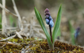 Hyacinthella leucophaea ssp. atchleyi at Attica