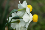Narcissus tazetta