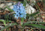 Bellevalia hyacinthoides at Attica