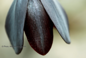 Fritillaria obliqua at Attica