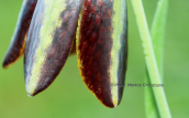 Fritillaria graeca at Attica