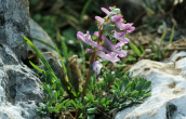 Corydalis solida at Menalo mountain