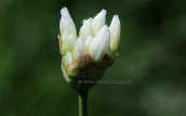 Allium phthioticum at Giona mountain