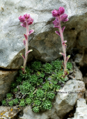 Saxifraga sempervivum at Giona mountain