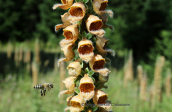 Rusty foxglove (Digitalis ferruginea)