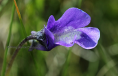 Pinguicula balcanica at Vardousia mountain