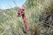 Sempervivum marmoreum at Gramos mountain