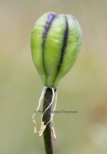 Fruit of Lilium albanicum at Gramos mountain