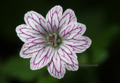 Geranium versicolor at Gramos mountain