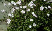 Silene pusilla subsp. albanica at Gramos mountain