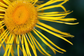 Telekia speciosa at Gramos mountain