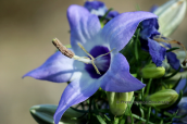 Campanula versicolor at the Peloponnese