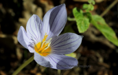 Crocus pulchellus at Rodopi mountain