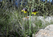 Fritillaria rhodocanakis at Hydra island