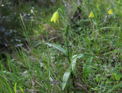 Fritillaria conica at Mesinia