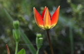 Tulipa hageri at Parnitha mountain