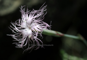 Dianthus crinitus at Rhodes island
