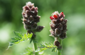 Biebersteinia orphanidis at Korinthia region at Peloponese