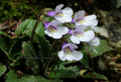 Haberlea rhodopensis at Falakro mountain