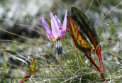 Erythronium dens-canis at Falakro mountain