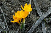 Crocus chrysanthus at Falakro mountain