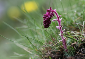 Saxifraga sempervivum at Falakro mountain