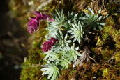 Saxifraga sempervivum at Falakro mountain