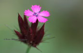 Dianthus cruentus