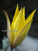 Tulipa australis at Parnitha mountain