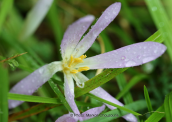 Colchicum sp. at Giona mountain
