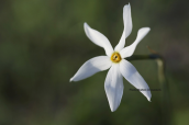 Narcissus obsoletus at Attica