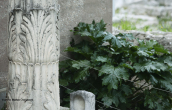 Acanthus mollis at ancient Corinth
