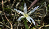 Colchicum soboliferum at Attica