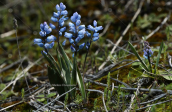 Hyacinthella leucophaea ssp. atchleyi at Attica