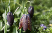 Fritillaria davisii at Mani region