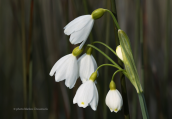 Summer snowflake at Evros delta