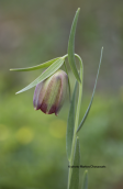 Fritillaria pontica at Evros perfecture