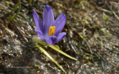 Crocus veluchensis at Pindos mountain