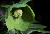 Helleborus cyclophyllus at Parnassos mountain