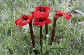 Phelypaea coccinea