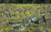 Meadow at Prespa lakes