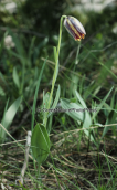 Fritillaria graeca at Parnitha mountain